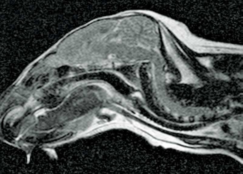Epilepsy in a male chinchilla