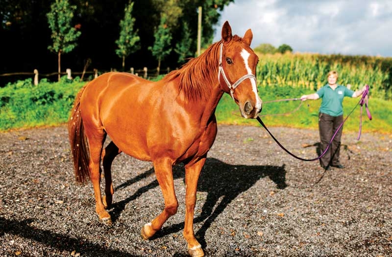Investigating lameness in equine practice: a veterinary nurse’s role