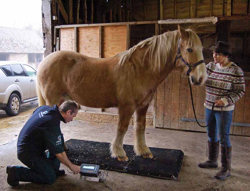 Proactive approaches to prevention of laminitis