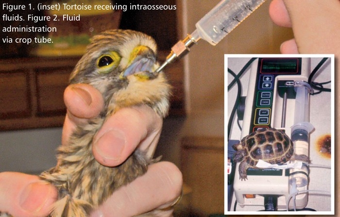 Fluid therapy for exotic species