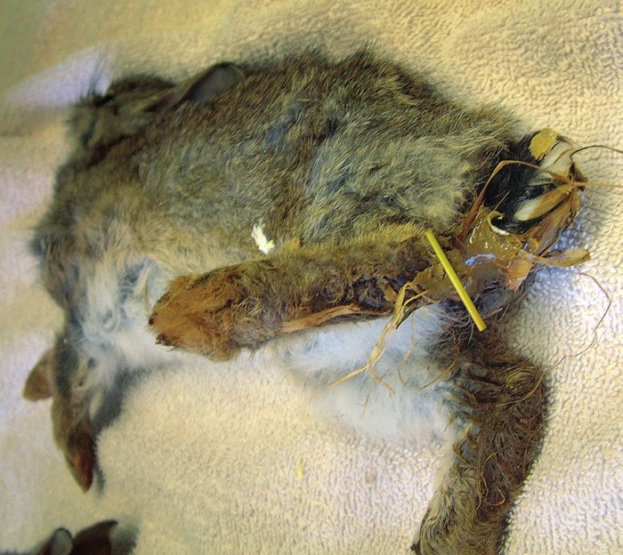 Internal parasites of rabbits