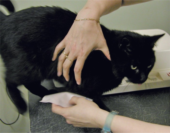 Feline dermatology: signs, diagnosis, skin disorder types and treatment