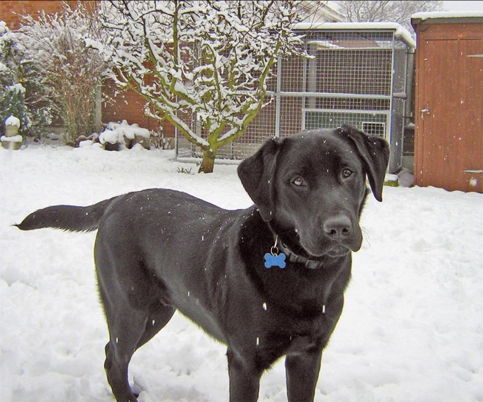 Dog develops case of &#8220;Labrophobia&#8221;