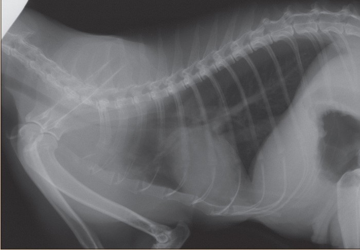 Discussing feline tracheal disease