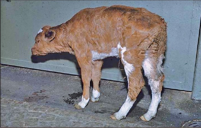 Hypertonic intravenous fluid therapy administration in acutely sick cattle