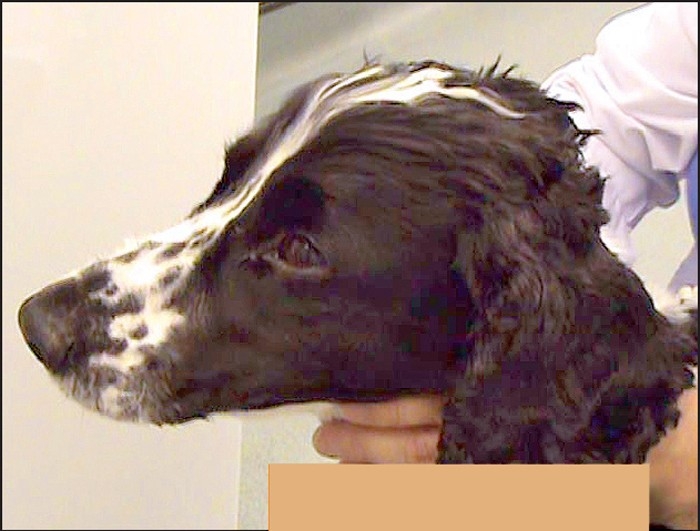Managing lockjaw disorders in dogs