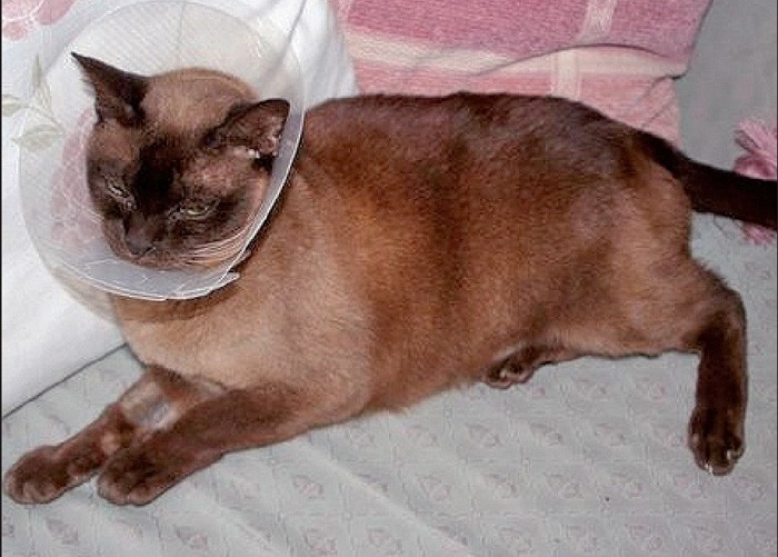 CAUSES, TREATMENT, MONITORING: FELINE OROFACIAL PAIN SYNDROME