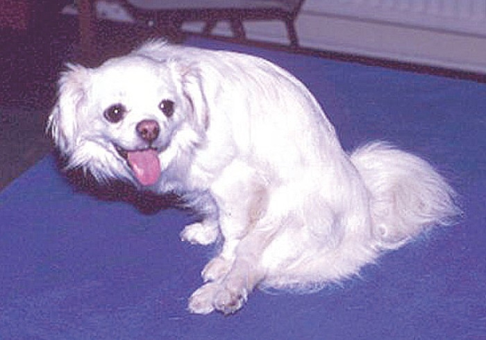 Spinal disorders in small animals