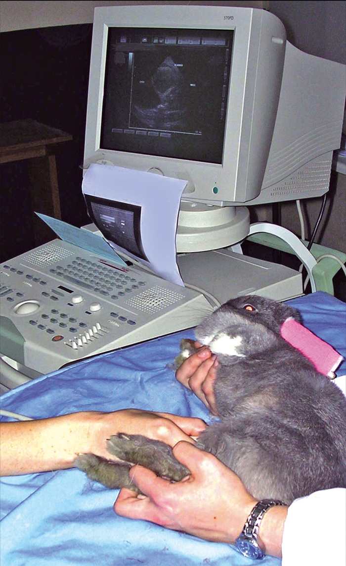 ULTRASONOGRAPHY FOR EXOTICS: EFFECTIVE METHODS OF WORKING