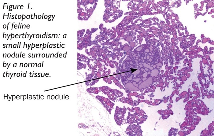 Discussing feline hyperthyroidism