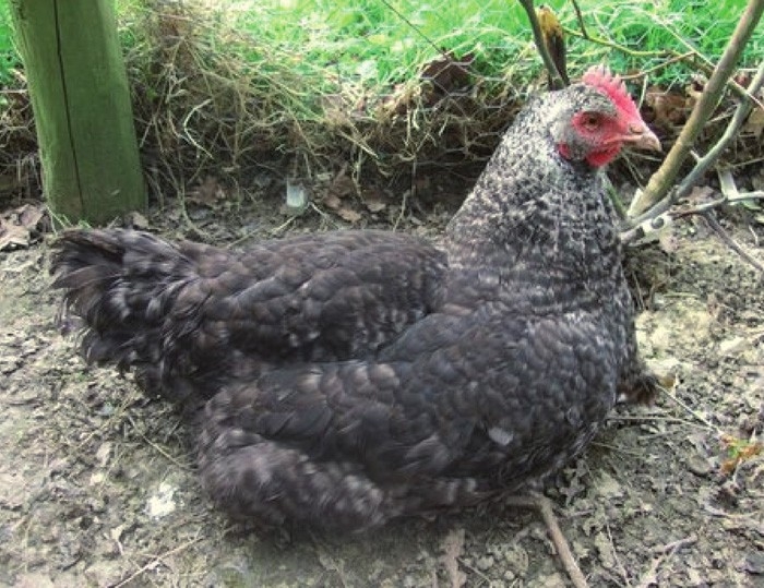 Common diseases in laying hens