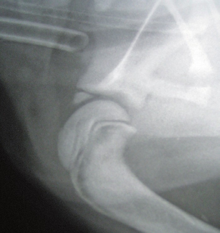 Diagnosing severe puppy strangles