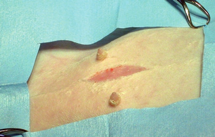 PRACTISING ELEMENTARY RABBIT SPAY: ANAESTHESIA AND SURGERY