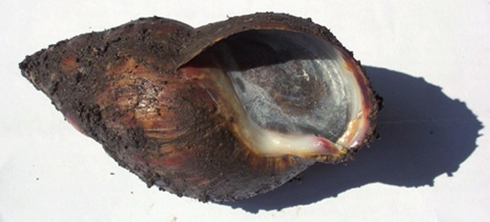 Dealing with giant African land snails