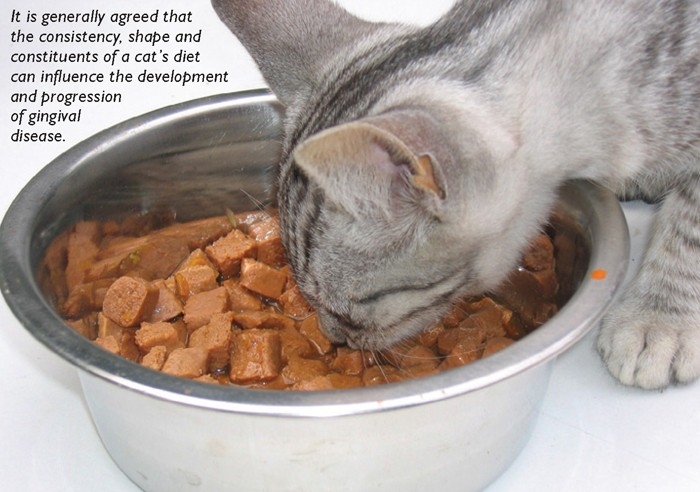 GINGIVOSTOMATITIS IN FELINES: TREATMENT AND MANAGEMENT