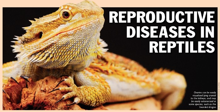 REPRODUCTIVE DISEASES IN REPTILES