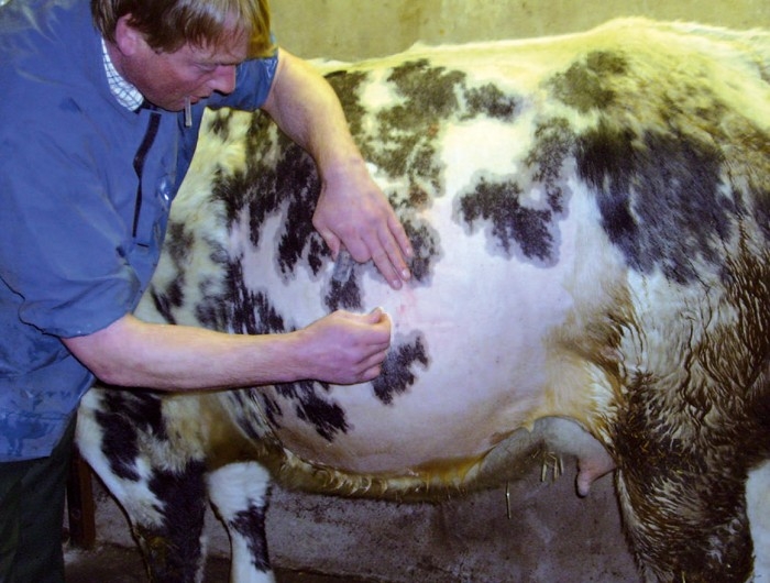 PAIN RELIEF APPROACH TO CATTLE