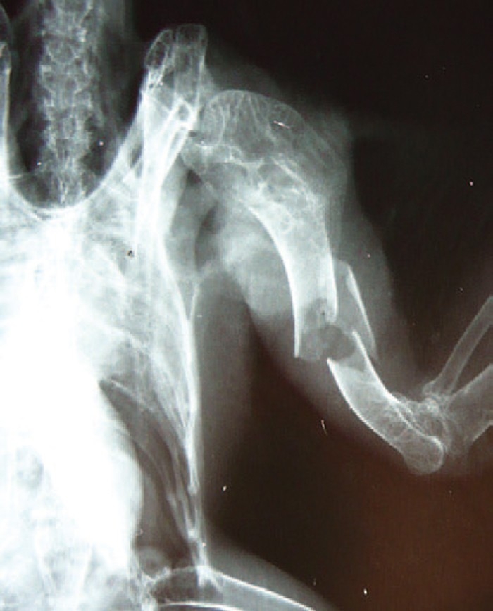 FRACTURE MANAGEMENT IN BIRDS