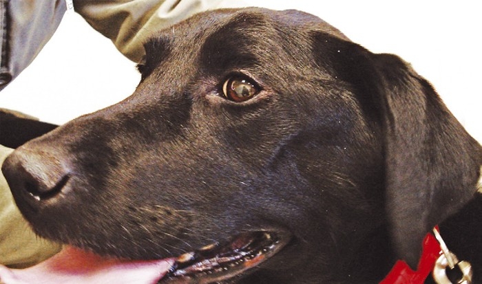 Masticatory muscle myositis in dogs