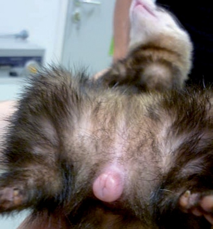 Reproductive management of ferrets