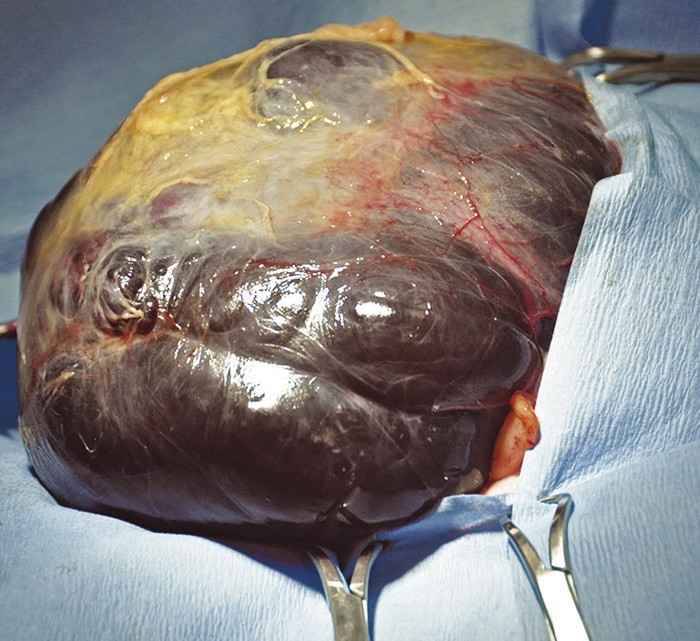 IMPORTANCE OF SUTURE MATERIAL SELECTION IN EXOTIC PET MAMMALS