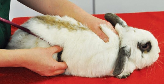 The rabbit consultation – part two: clinical examination