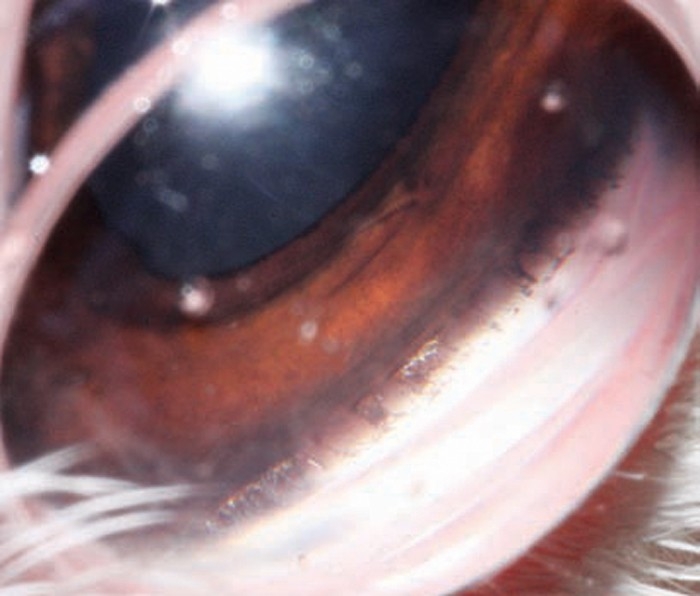 CANINE PRIMARY GLAUCOMA