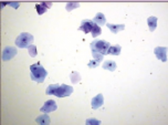 Canine breeding management – optimising fertility in bitches