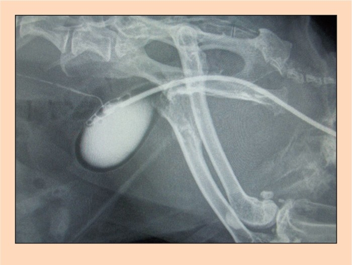 DIAGNOSTIC IMAGING IN RABBIT MEDICINE – RADIOGRAPHY