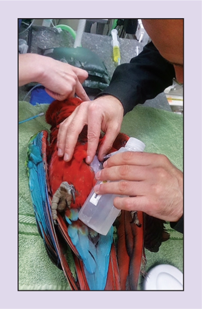 Microchipping exotics and wildlife