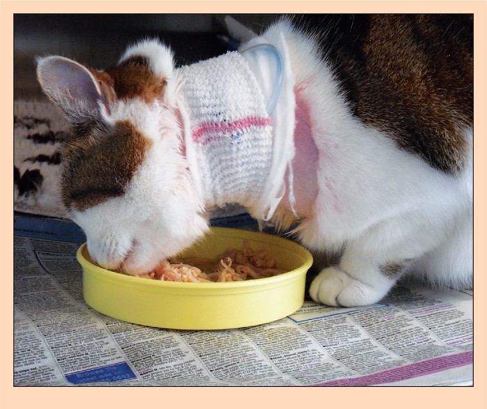 TREATMENT AND MANAGEMENT OF FELINE MYCOBACTERIOSIS