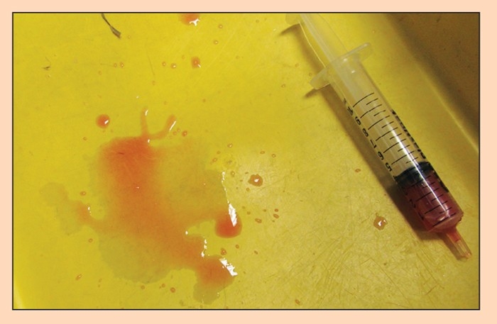 Haematuria in rabbits: detecting symptoms as true or false