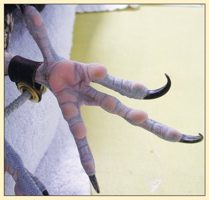 DIAGNOSIS AND TREATMENT OF BUMBLEFOOT IN RAPTORS