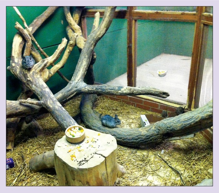 Guide to husbandry and common diseases in degus and skunks