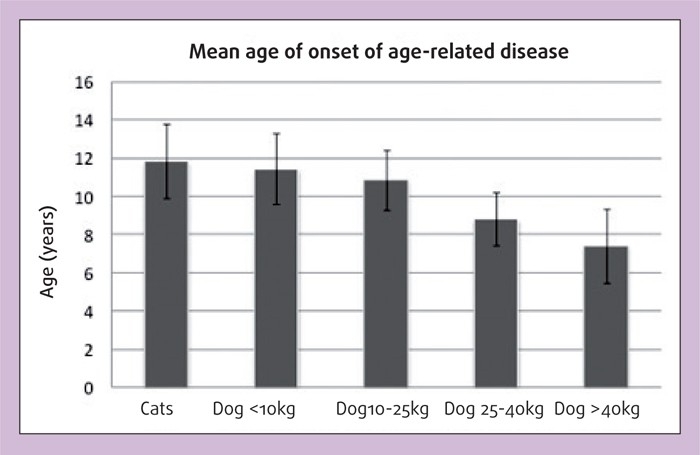 Caring for geriatric dogs