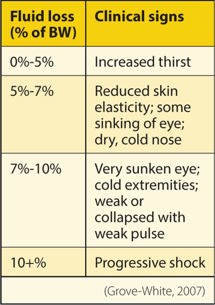 PRACTICAL FLUID THERAPY IN CATTLE – AN OVERVIEW