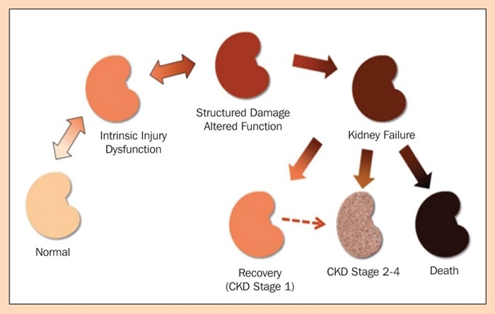 Acute kidney injury in cats part one – aetiology and prognosis