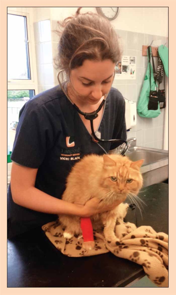 Acute kidney injury in cats: part two – diagnosis of AKI