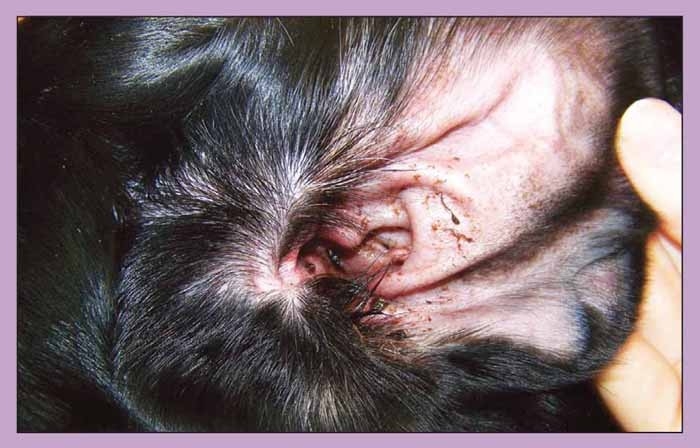 Otitis externa and media – pathogenesis and signs