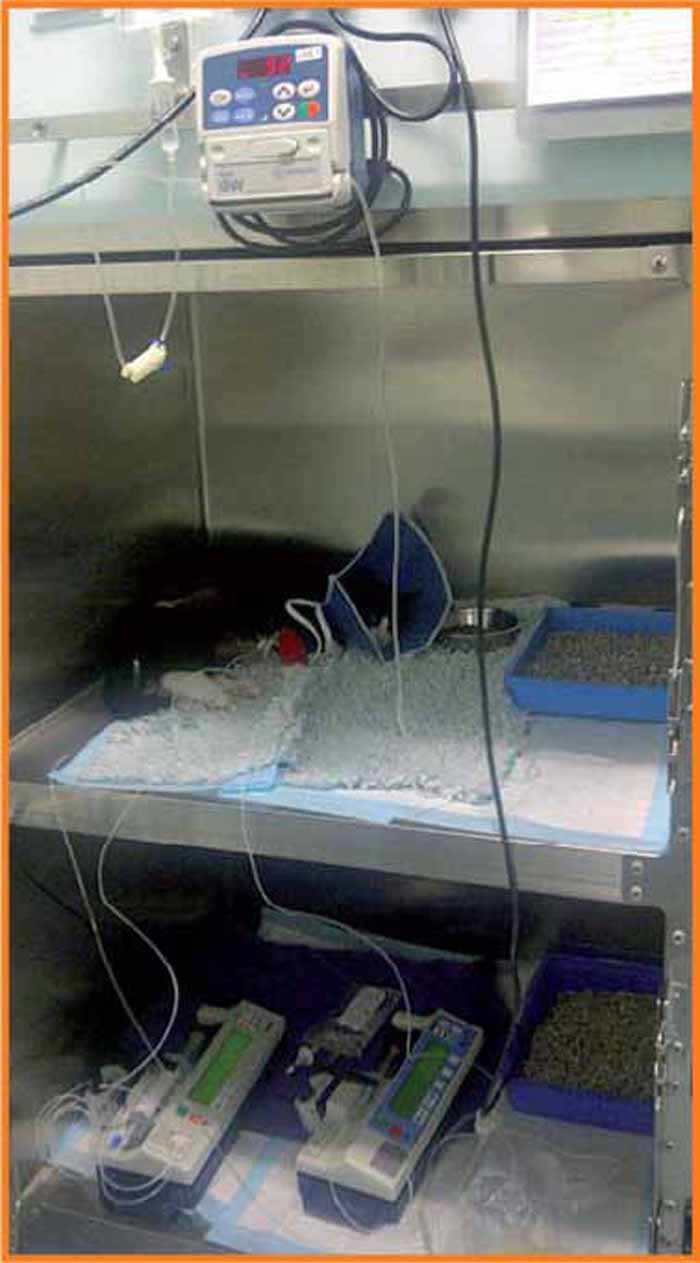 ACUTE KIDNEY INJURY IN CATS: PART THREE – MANAGEMENT