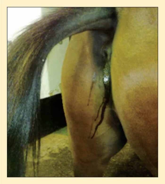 Diagnostic methods for diarrhoea in mature horses