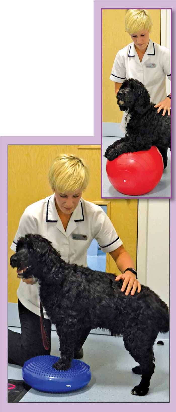 Practical management of canine osteoarthritis