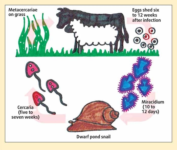 Use of flukicides in dairy cattle