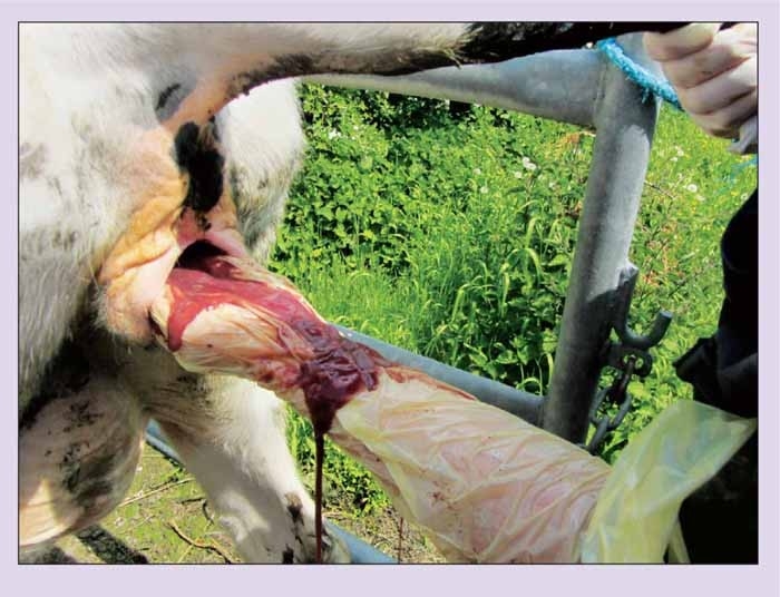 Keeping dairy cattle cool