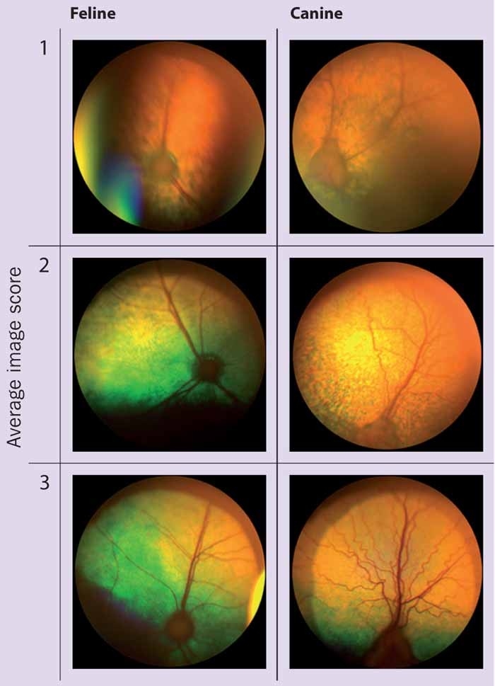 Retinal imaging in geriatric screening – is there a future?