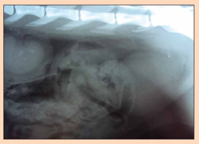 Ureteral obstruction in cats