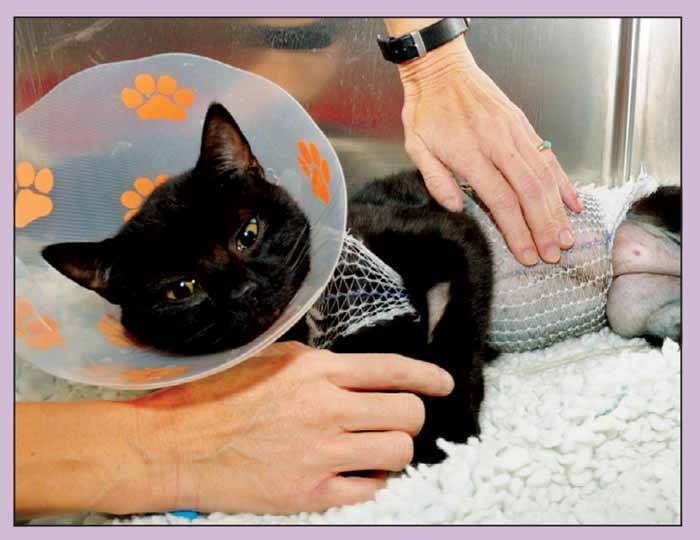 Managing postoperative pain in companion animals