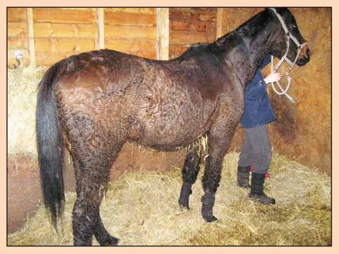 Changing face of Cushing’s disease in equine patients