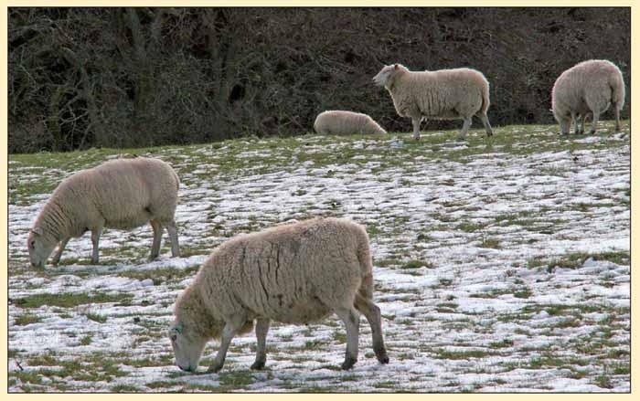 Use of dual active wormers and how they fit with SCOPS’ principles