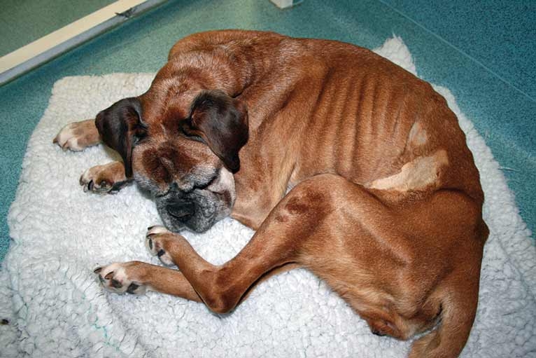 Advances in senior dog medicine